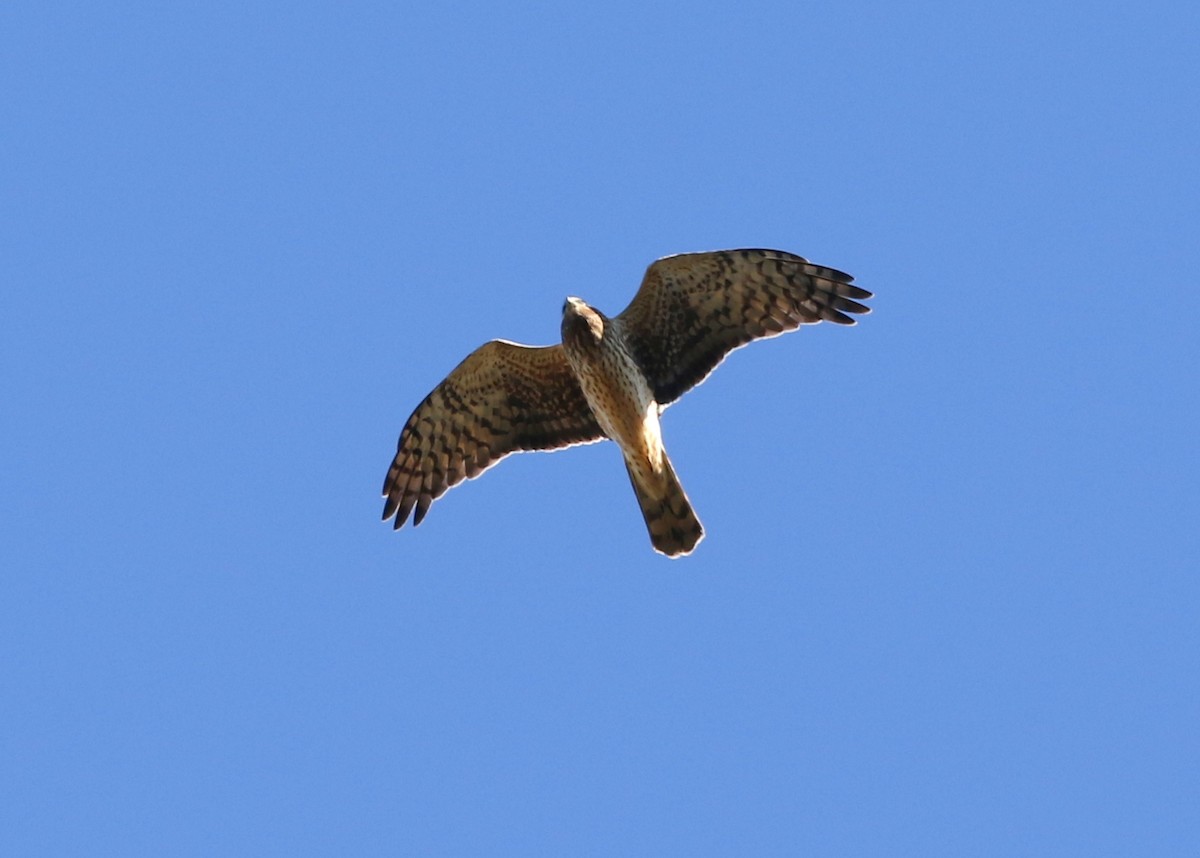 Northern Harrier - ML643463542