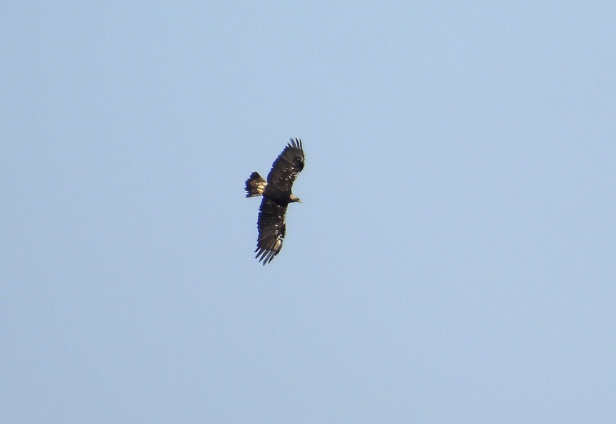 Spanish Eagle - ML643463544