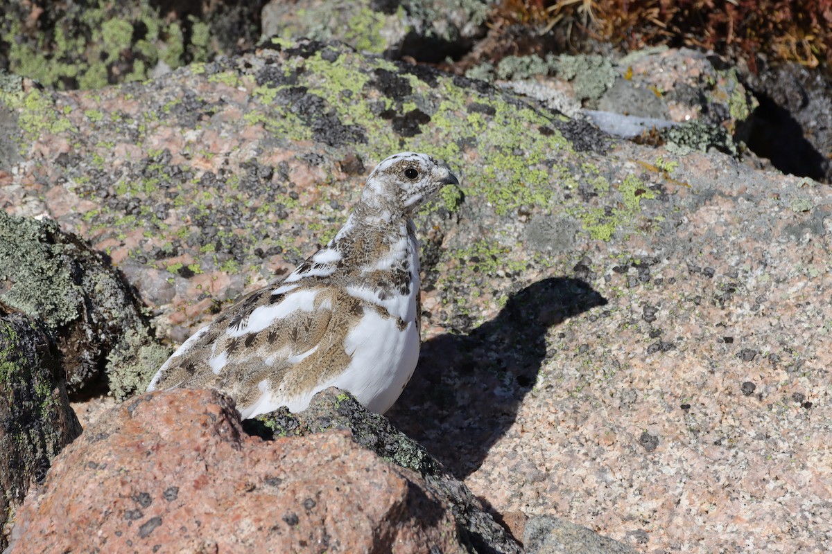 White-tailed Ptarmigan - ML643463546