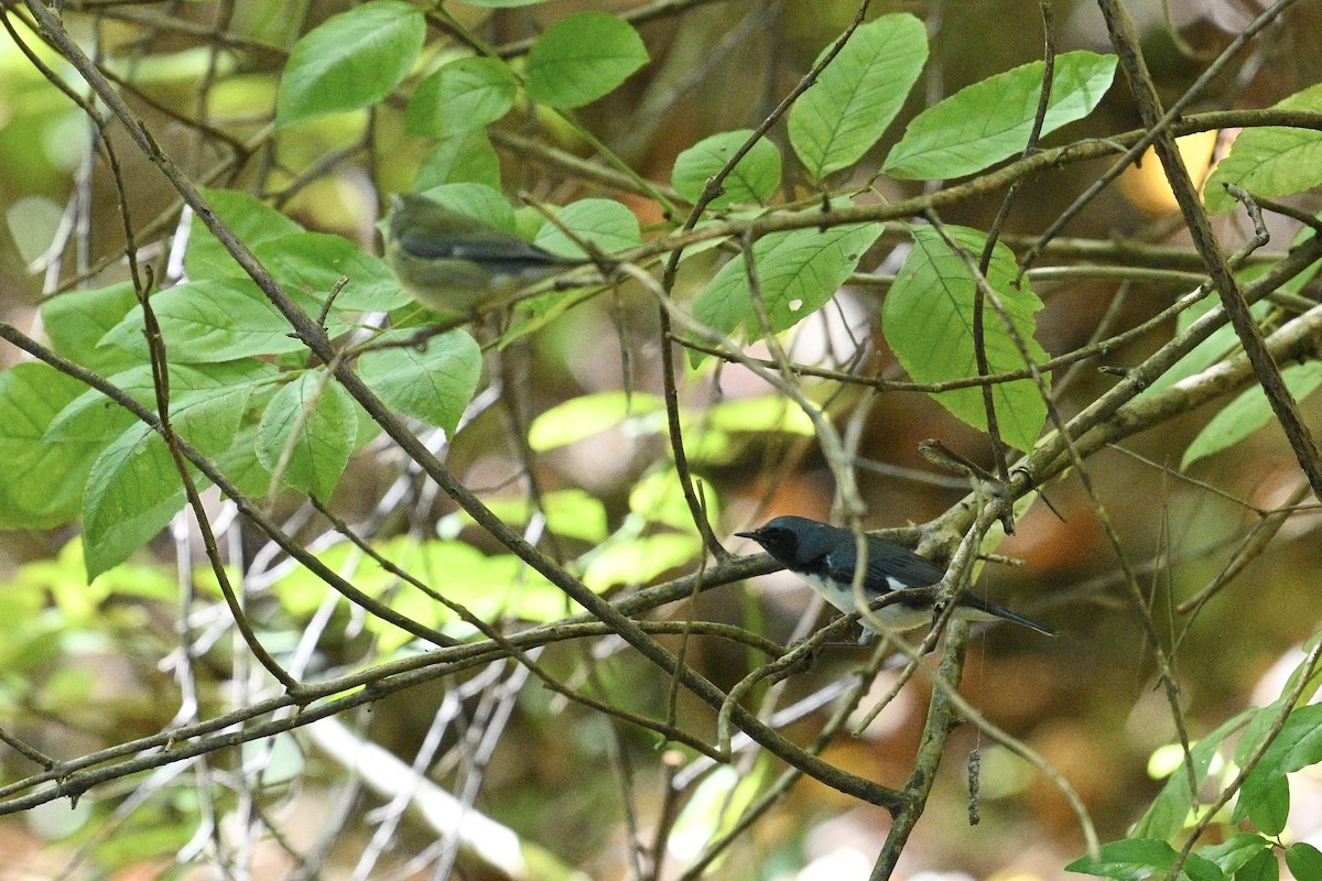 Black-throated Blue Warbler - ML643463551
