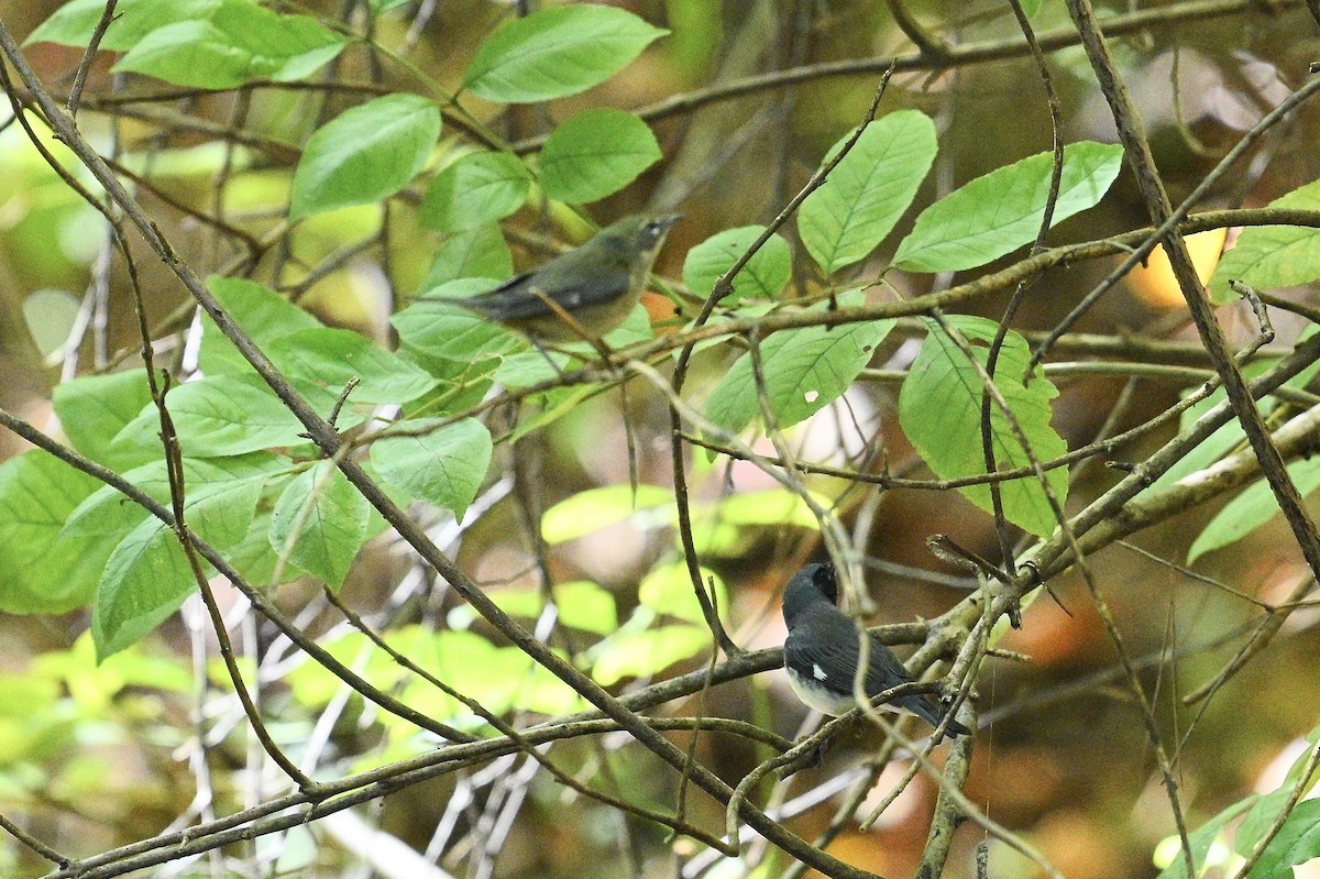 Black-throated Blue Warbler - ML643463552