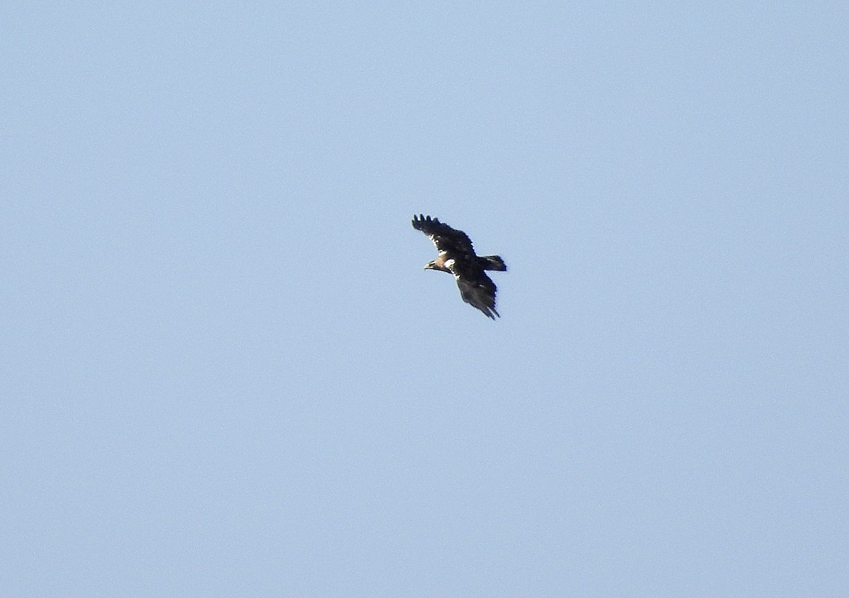 Spanish Eagle - ML643463553