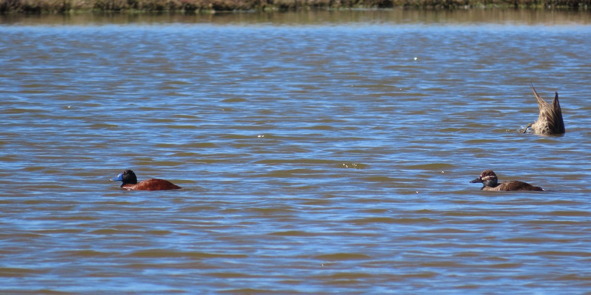 Lake Duck - ML643463562