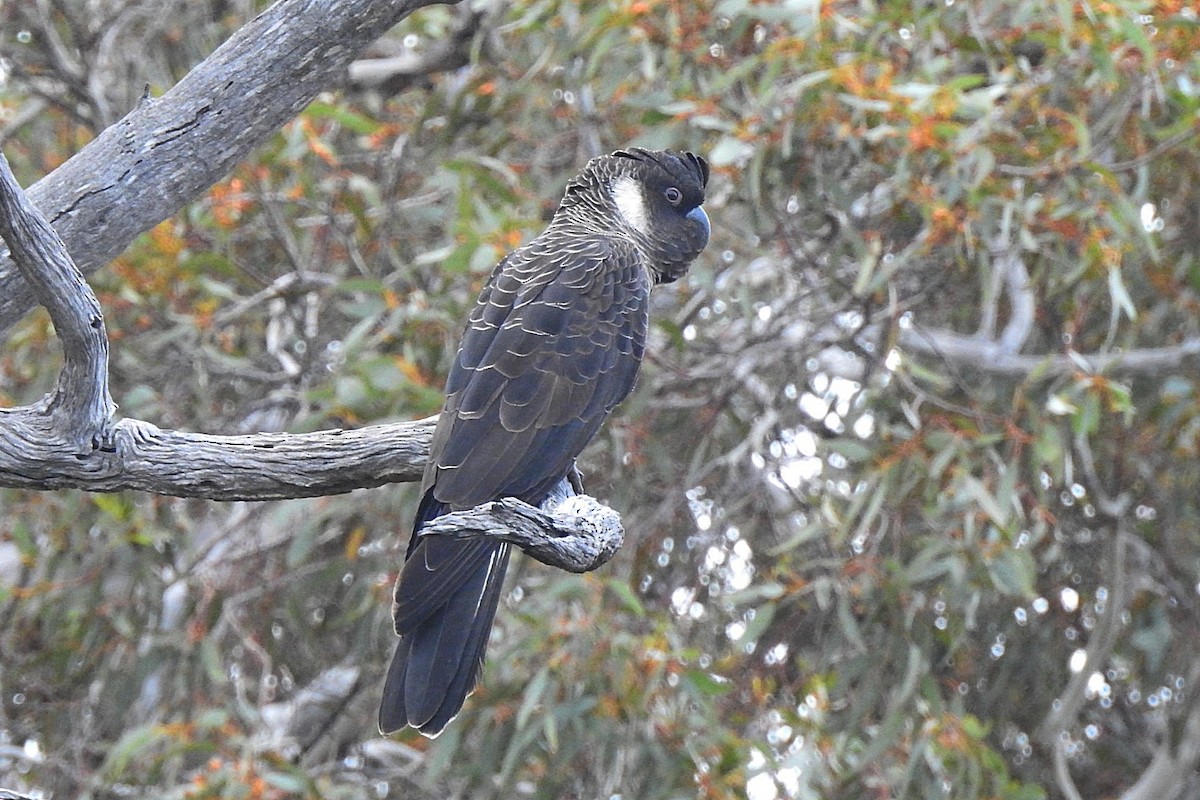 Carnaby's Black-Cockatoo - ML643463563