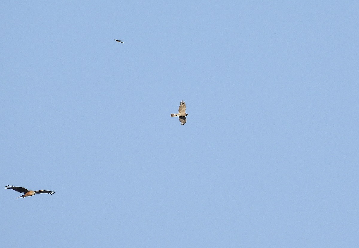 Eurasian Goshawk - ML643463566