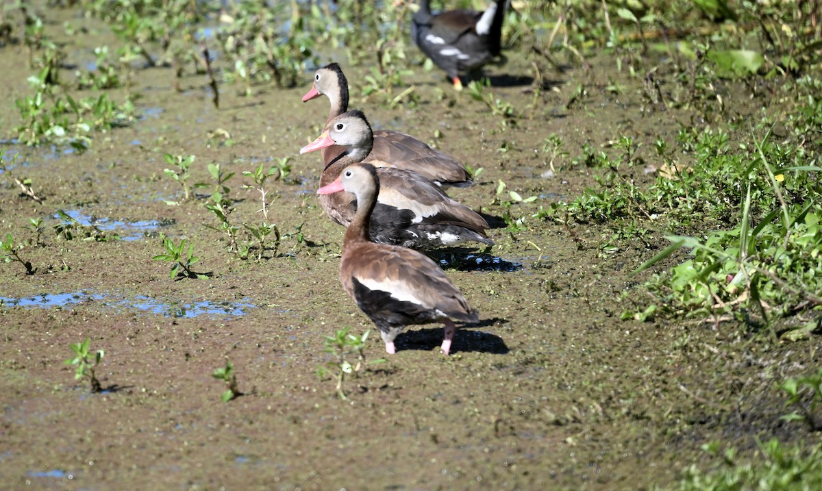 Black-bellied Whistling-Duck - ML643463574