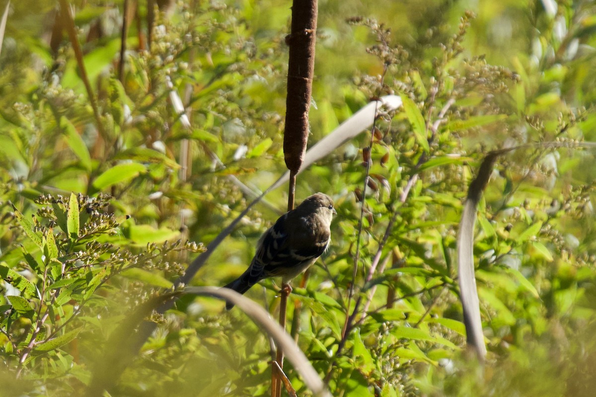 American Goldfinch - ML643463579