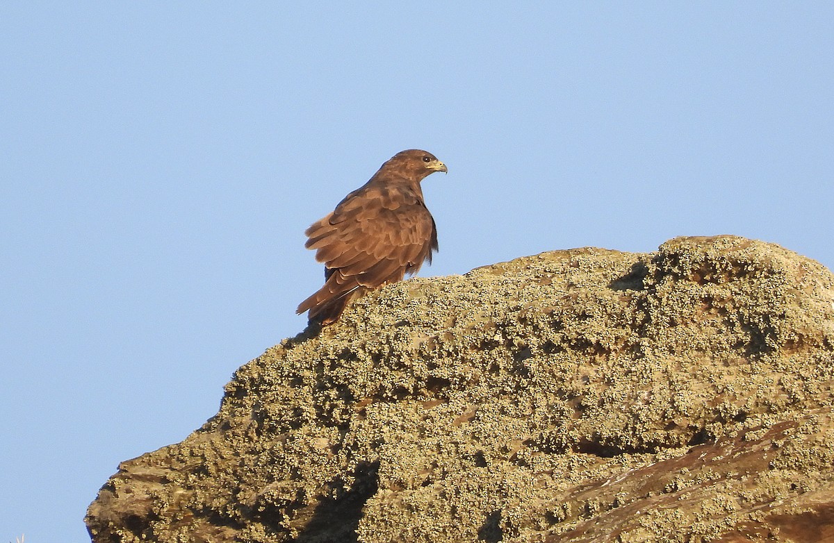 Common Buzzard - ML643463590