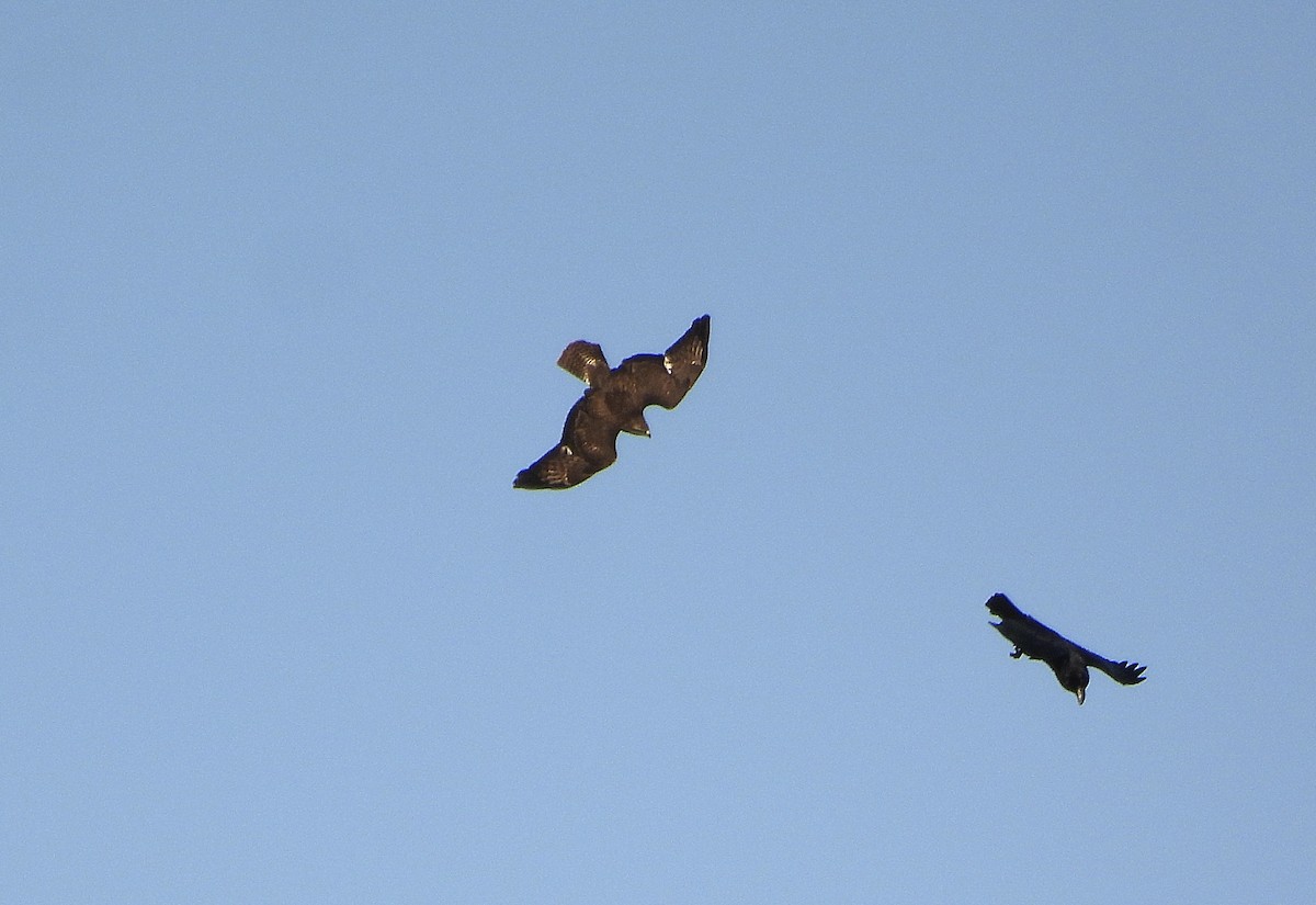 Common Buzzard - ML643463595