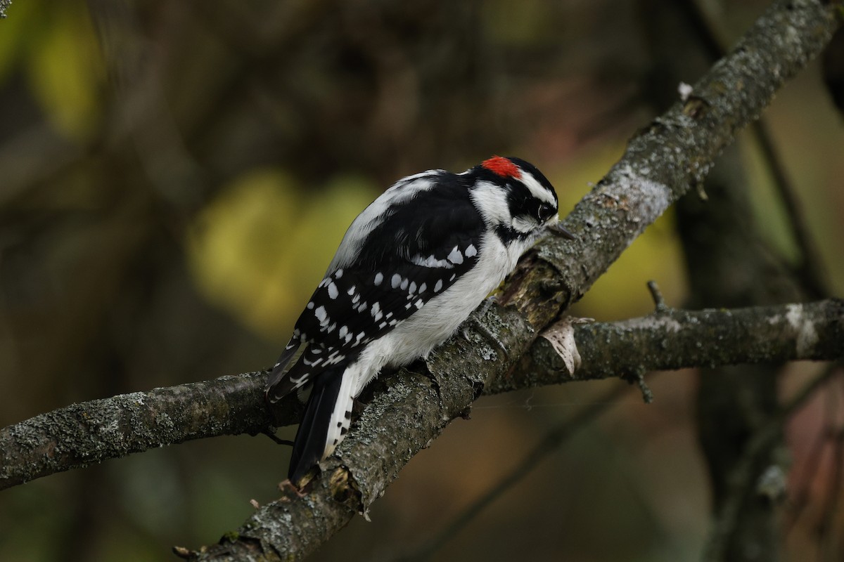 Downy Woodpecker - ML643463598