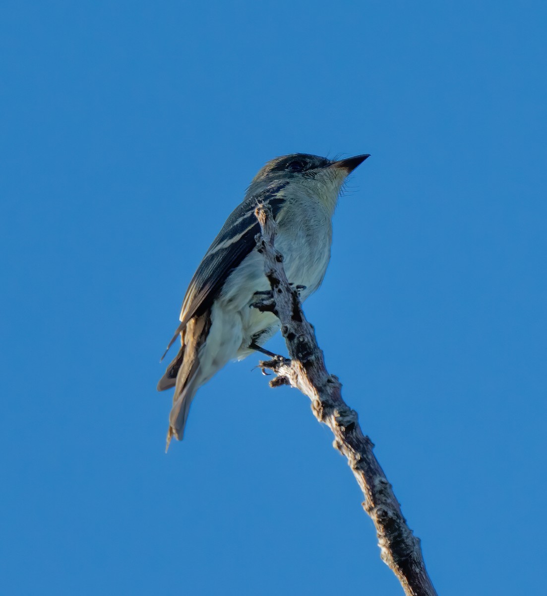 Western/Eastern Wood-Pewee - ML643463599