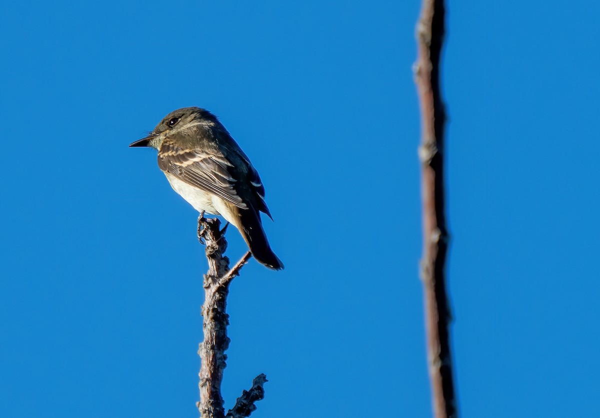 Western/Eastern Wood-Pewee - ML643463610