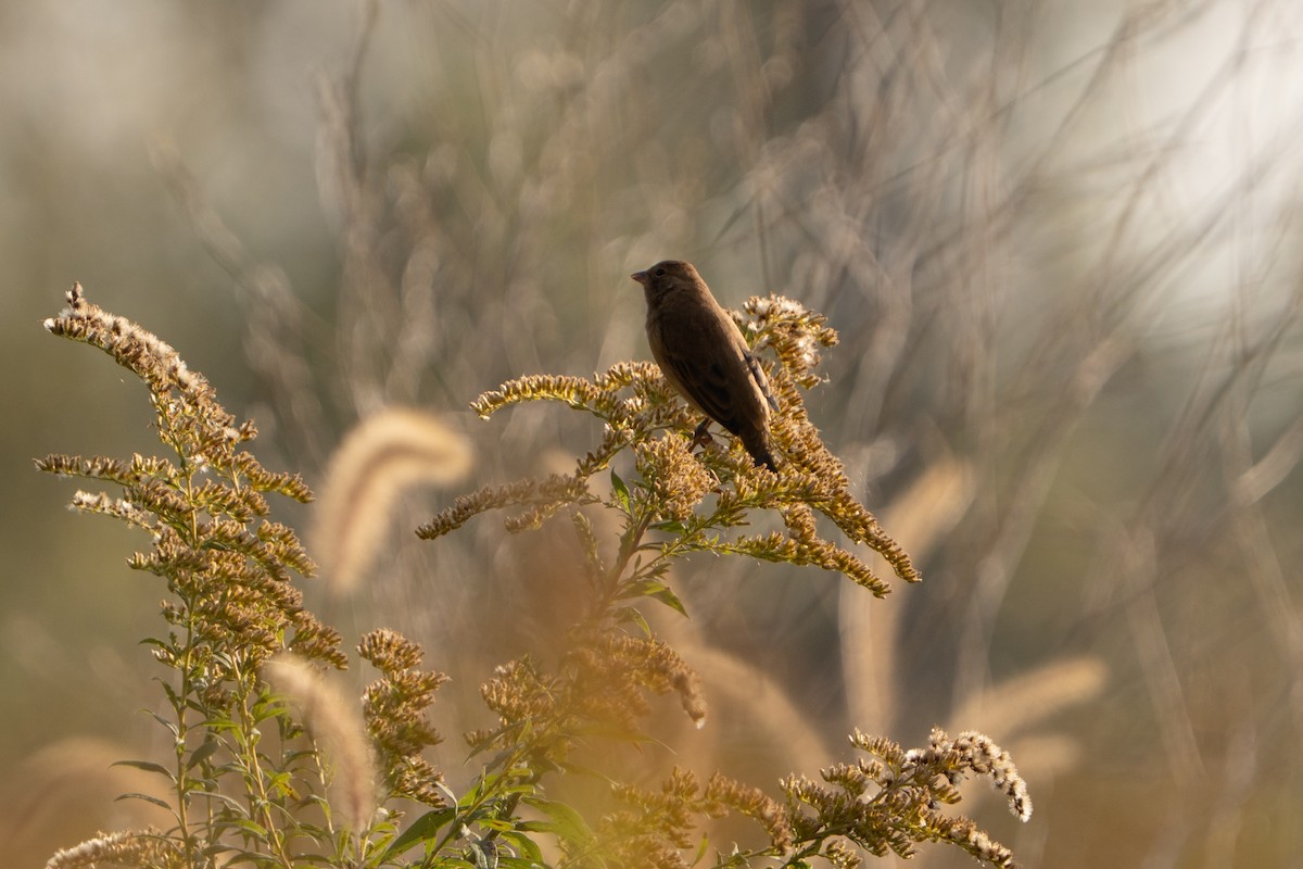 Indigo Bunting - ML643463614