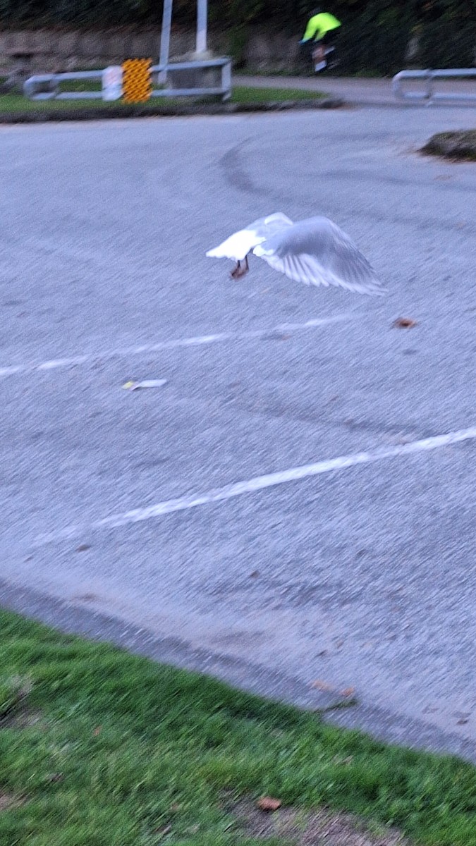 Glaucous-winged Gull - ML643463615