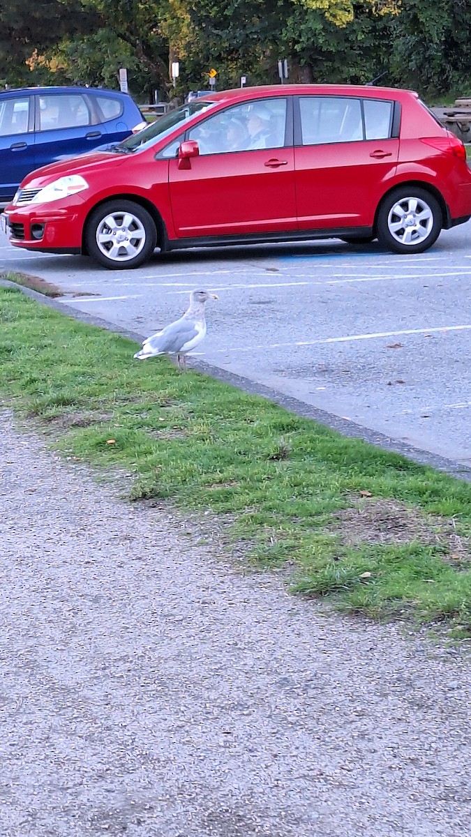 Glaucous-winged Gull - ML643463616