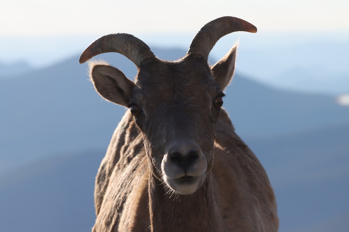 Bighorn Sheep - ML643463617