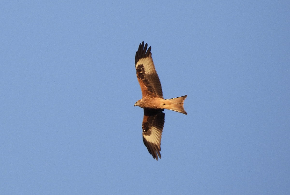Red Kite - ML643463618