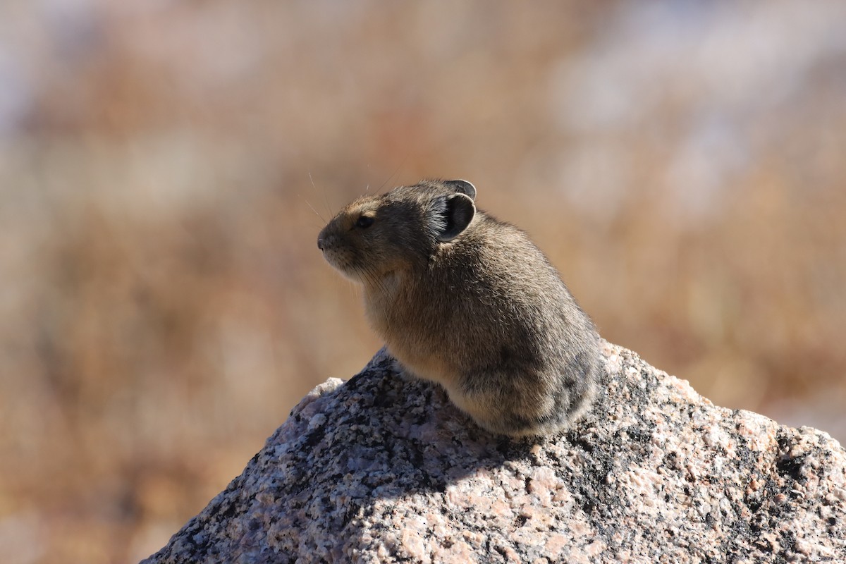 Colorado pika - ML643463621