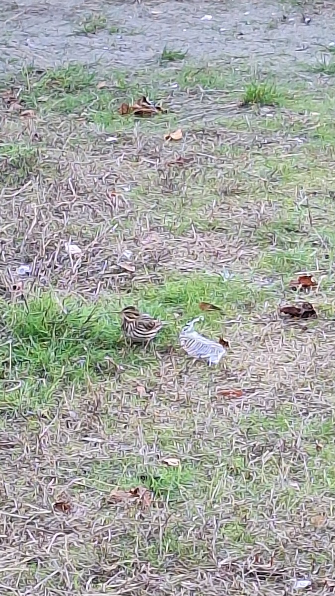 Savannah Sparrow - ML643463625