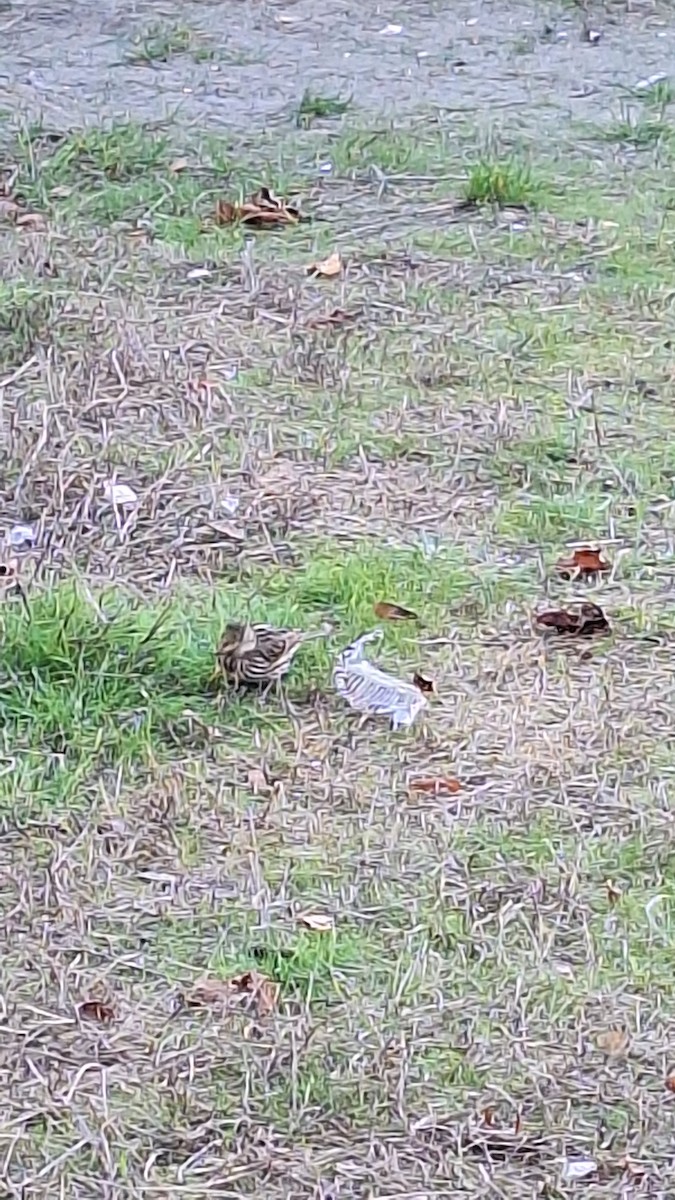 Savannah Sparrow - ML643463626