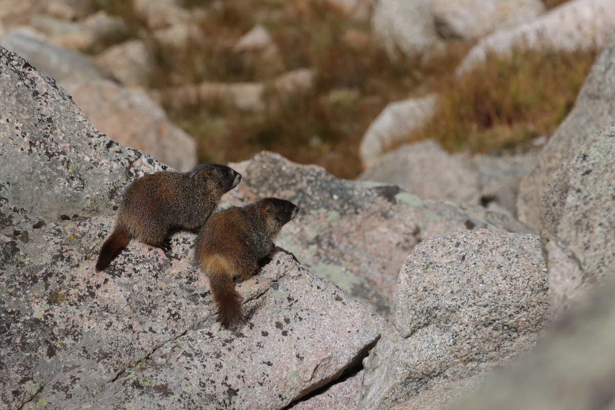 Yellow-bellied Marmot - ML643463627