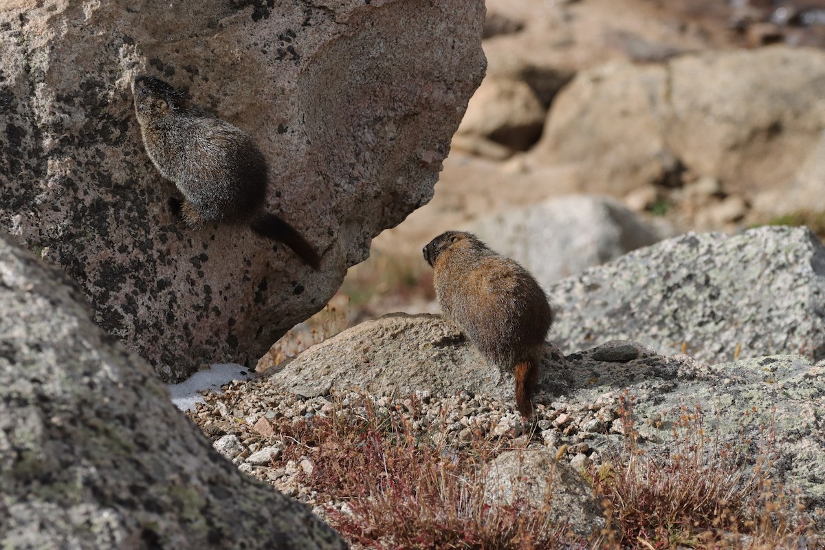 Yellow-bellied Marmot - ML643463631