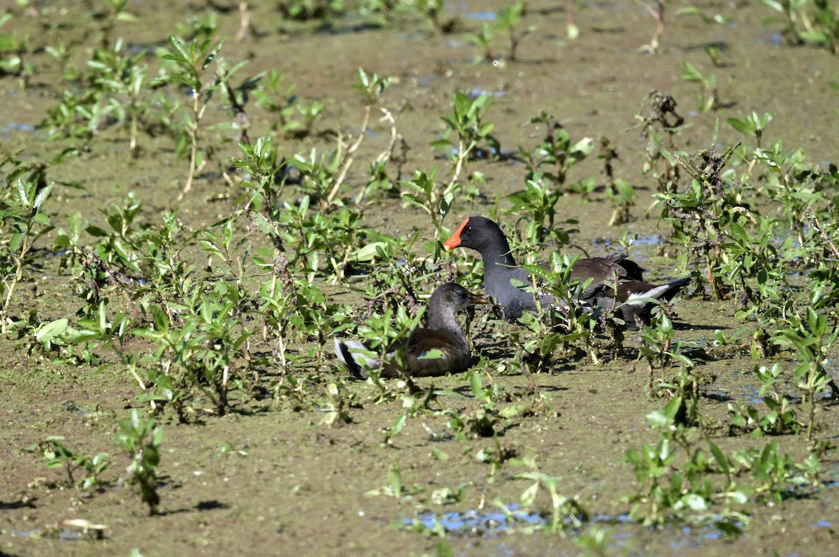 Common Gallinule - ML643463637