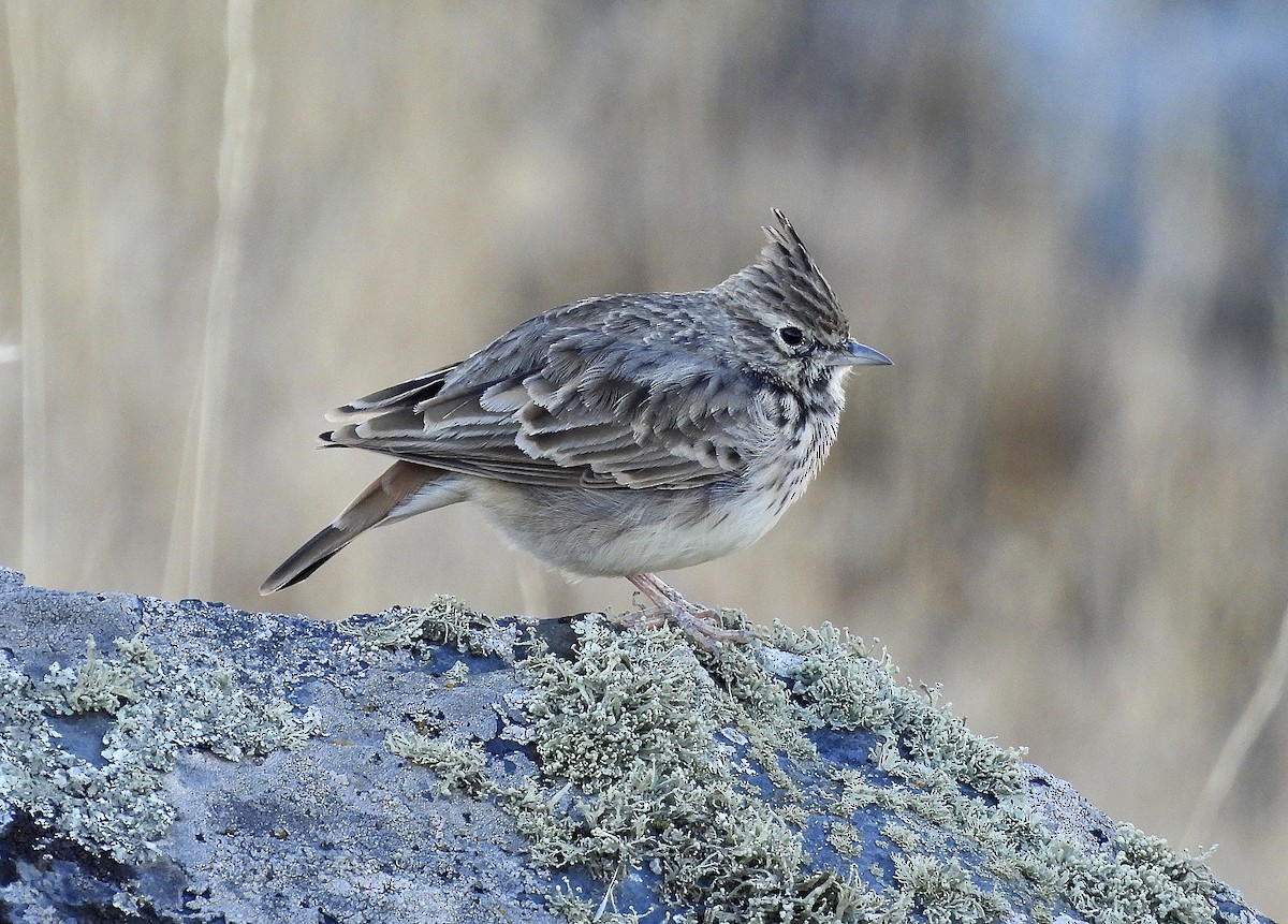 Thekla's Lark - ML643463644