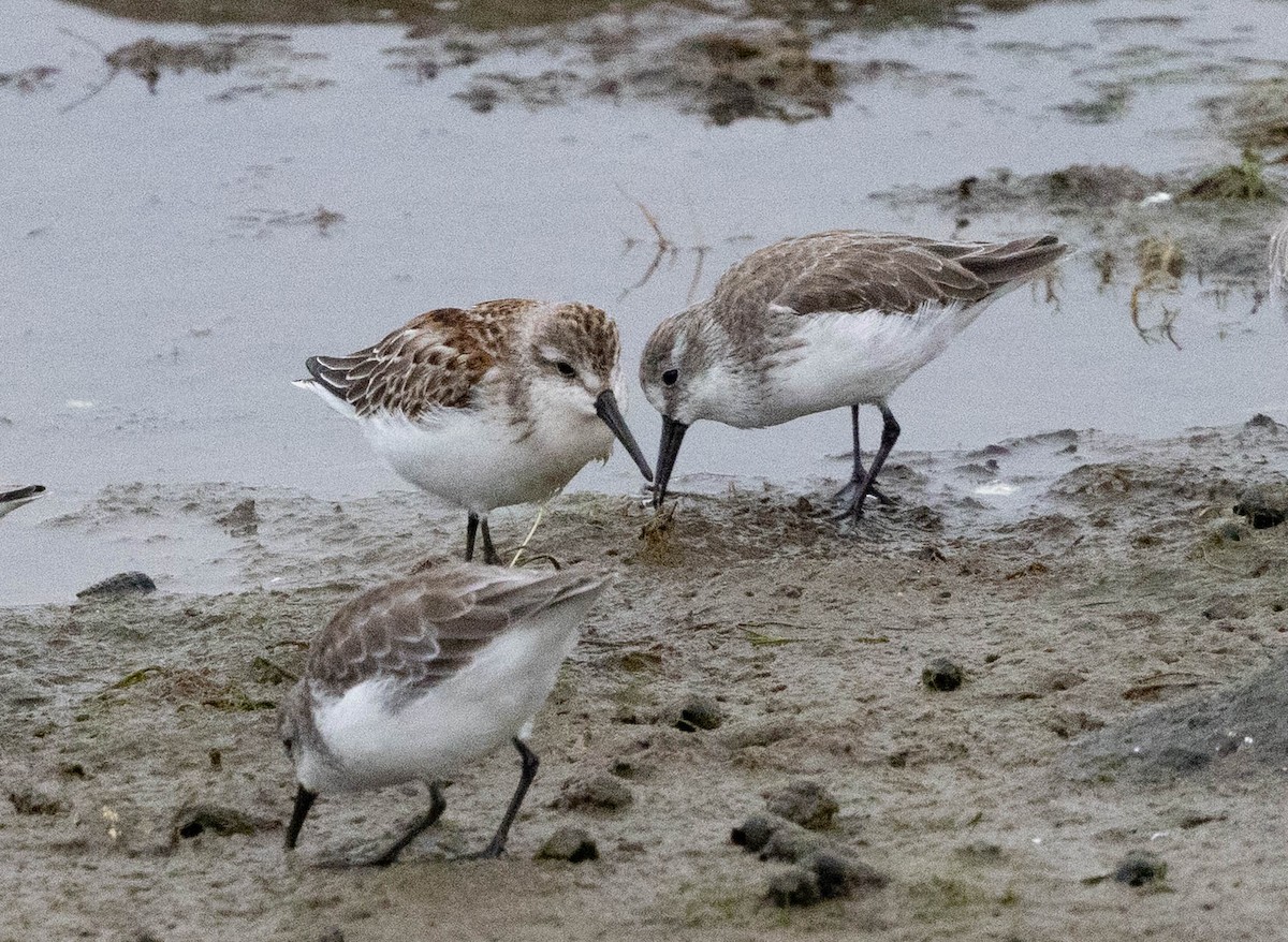 Western Sandpiper - ML643463646