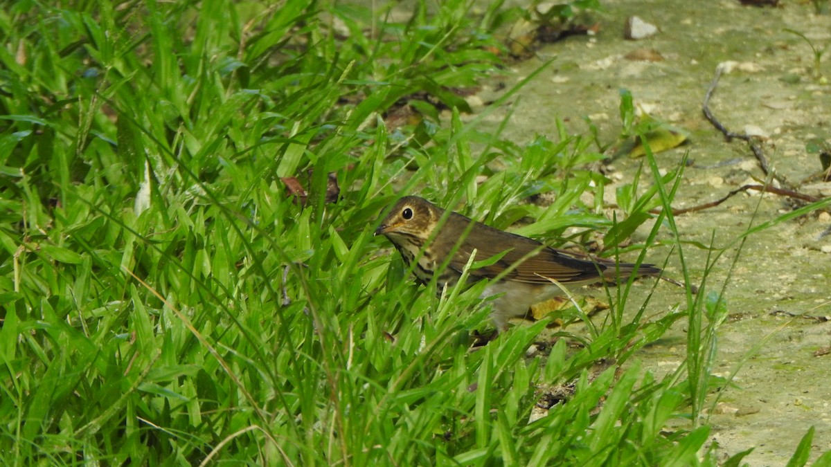 Swainson's Thrush - ML643463647