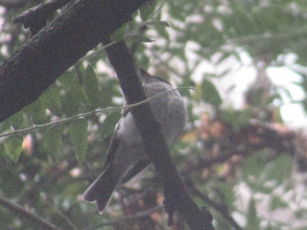 Eastern Wood-Pewee - ML643463652