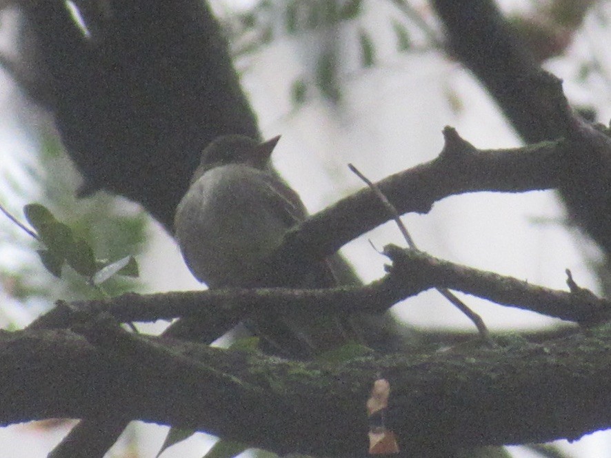 Eastern Wood-Pewee - ML643463654