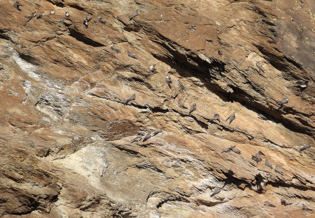 Eurasian Crag-Martin - ML643463655