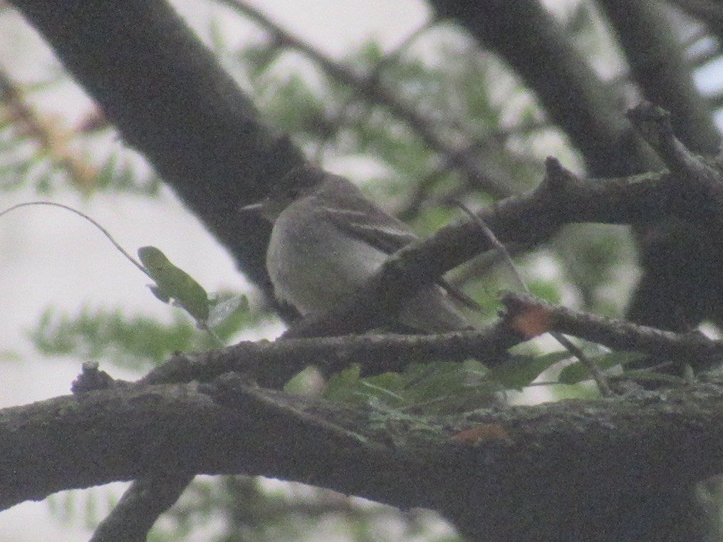 Eastern Wood-Pewee - ML643463657