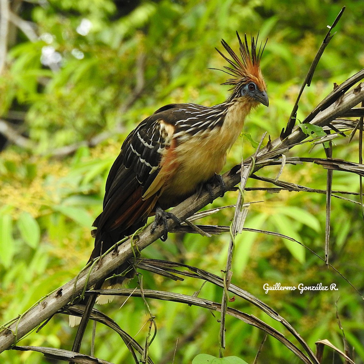 hoacin chocholatý - ML643463659