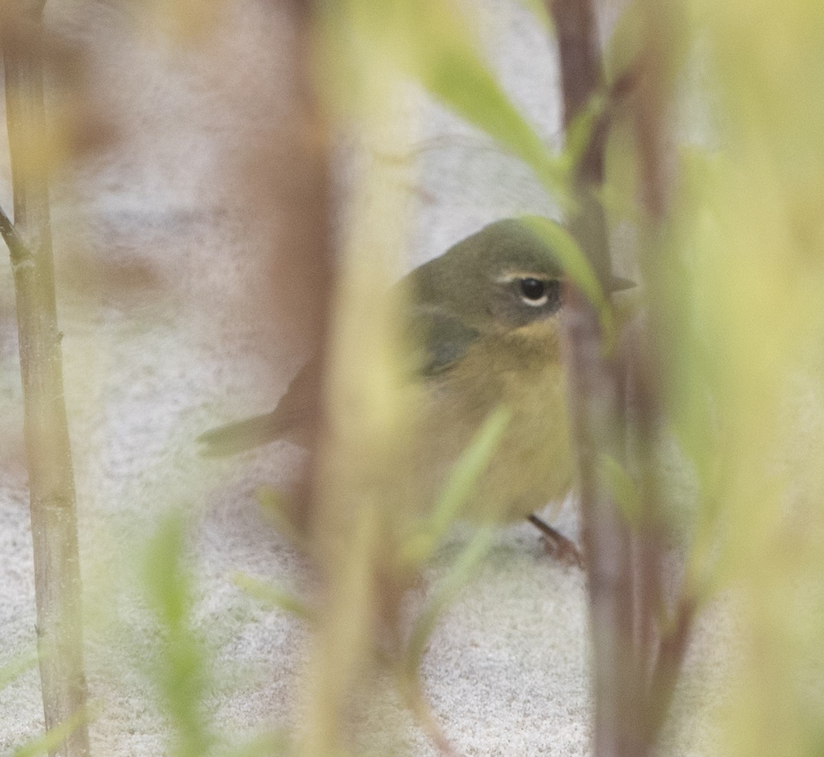 Black-throated Blue Warbler - ML643463665