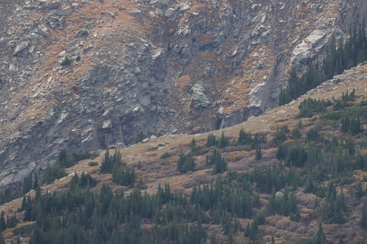 Mountain Goat - ML643463673