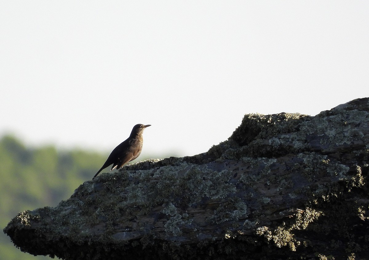 Eurasian Blackbird - ML643463682
