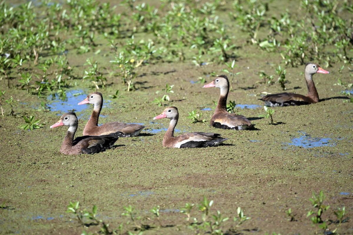 Black-bellied Whistling-Duck - ML643463685