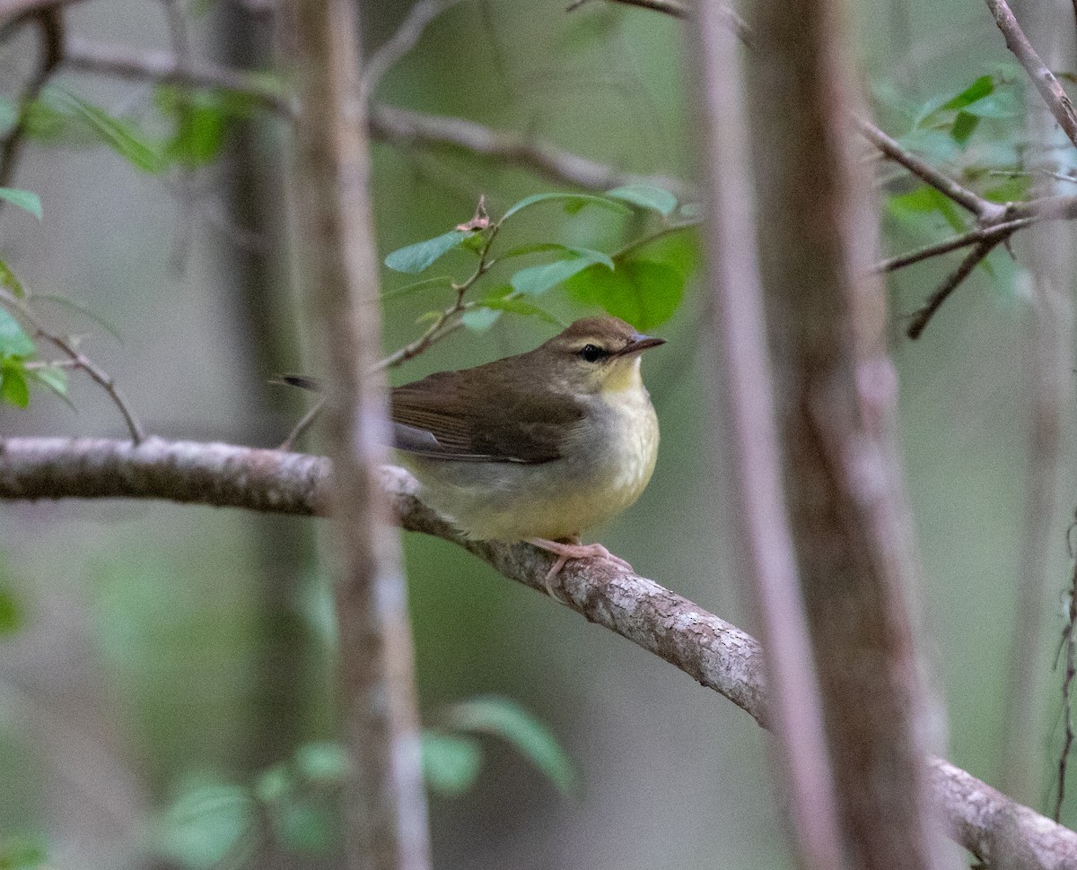 Swainson's Warbler - ML643463689