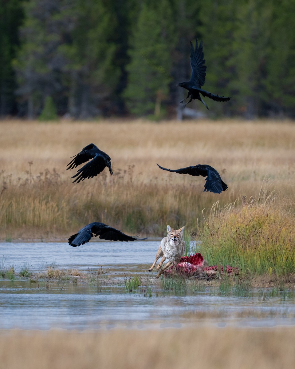 Common Raven - ML643463696