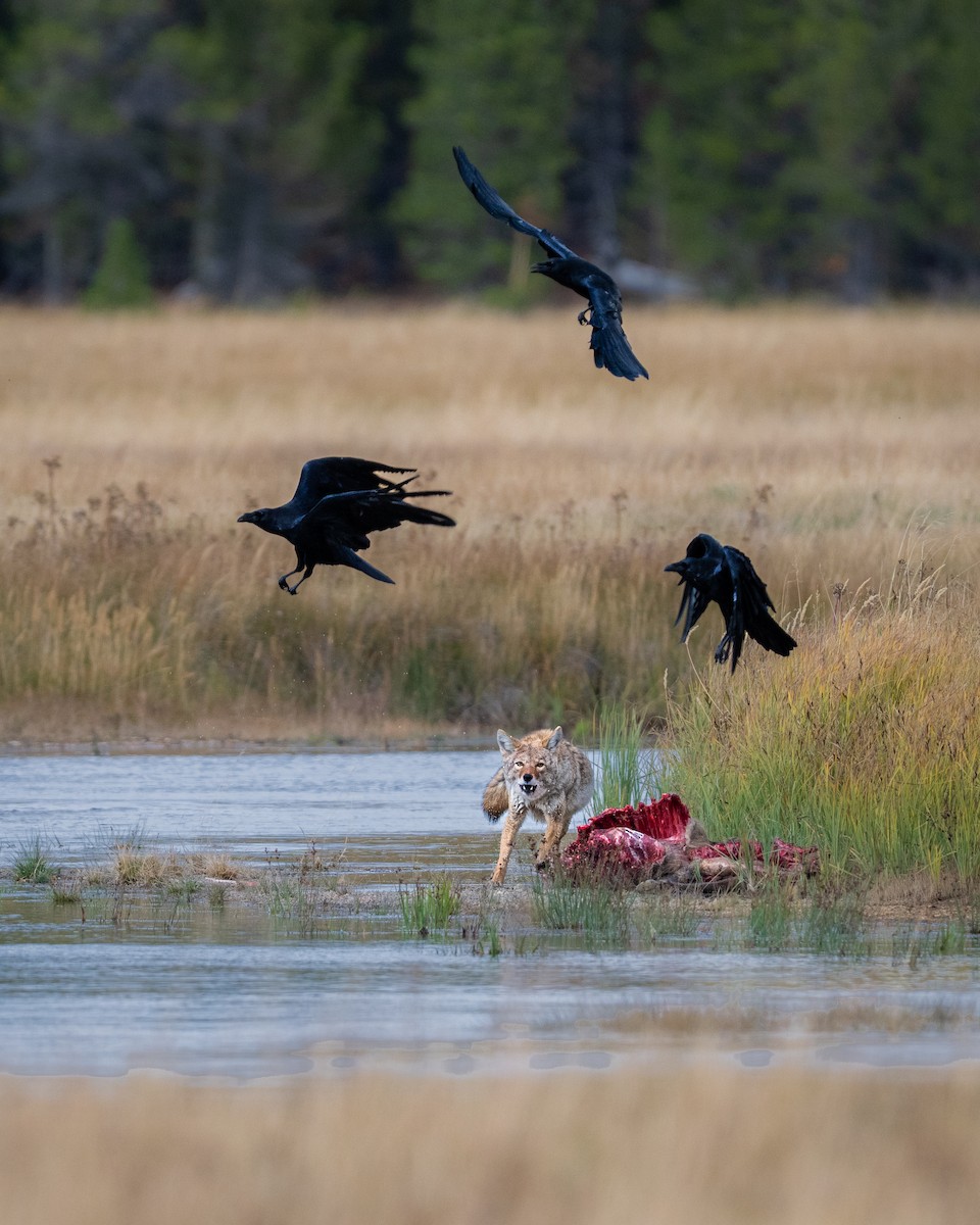 Common Raven - ML643463697