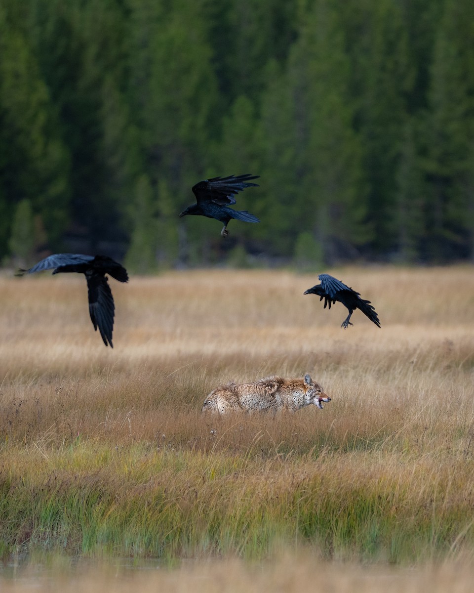 Common Raven - ML643463698