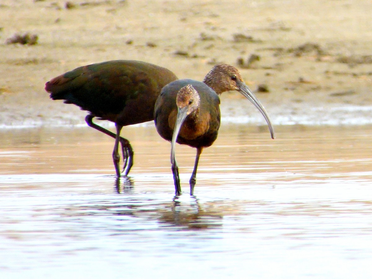 White-faced Ibis - ML643463706