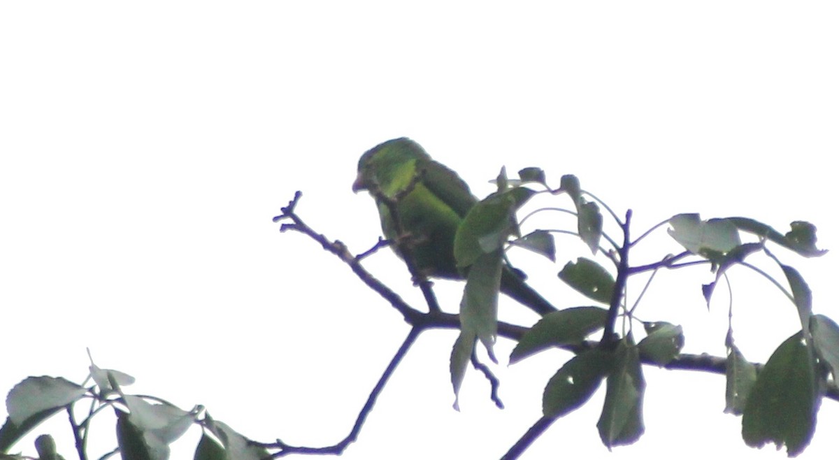 Plain Parakeet - ML643463709