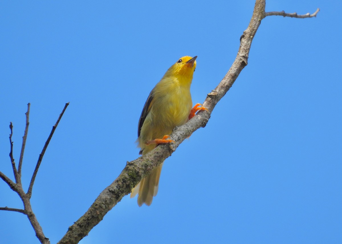Orange-fronted Plushcrown - ML643463710