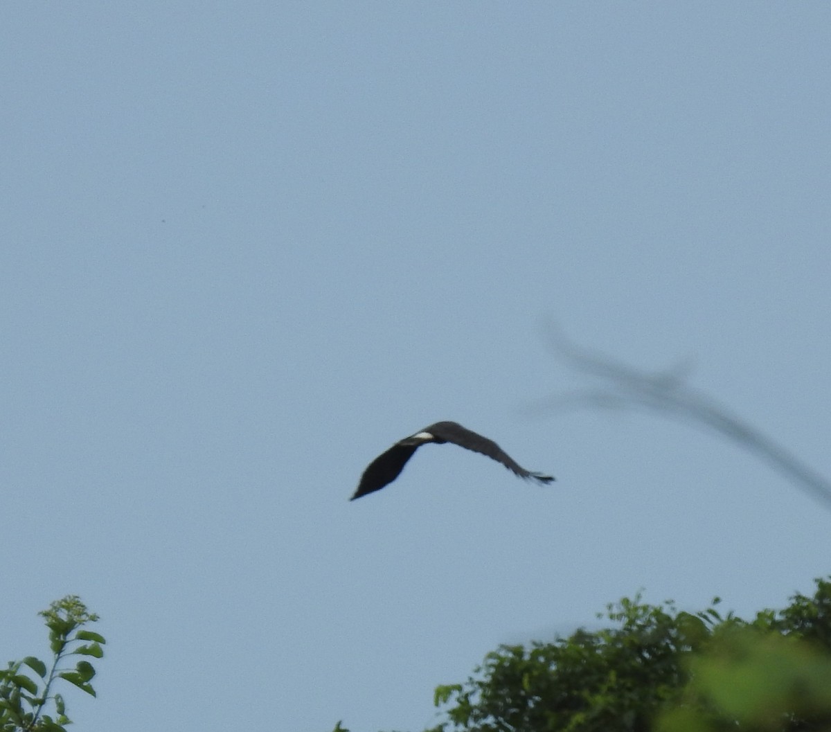 Great Black Hawk - ML643463719