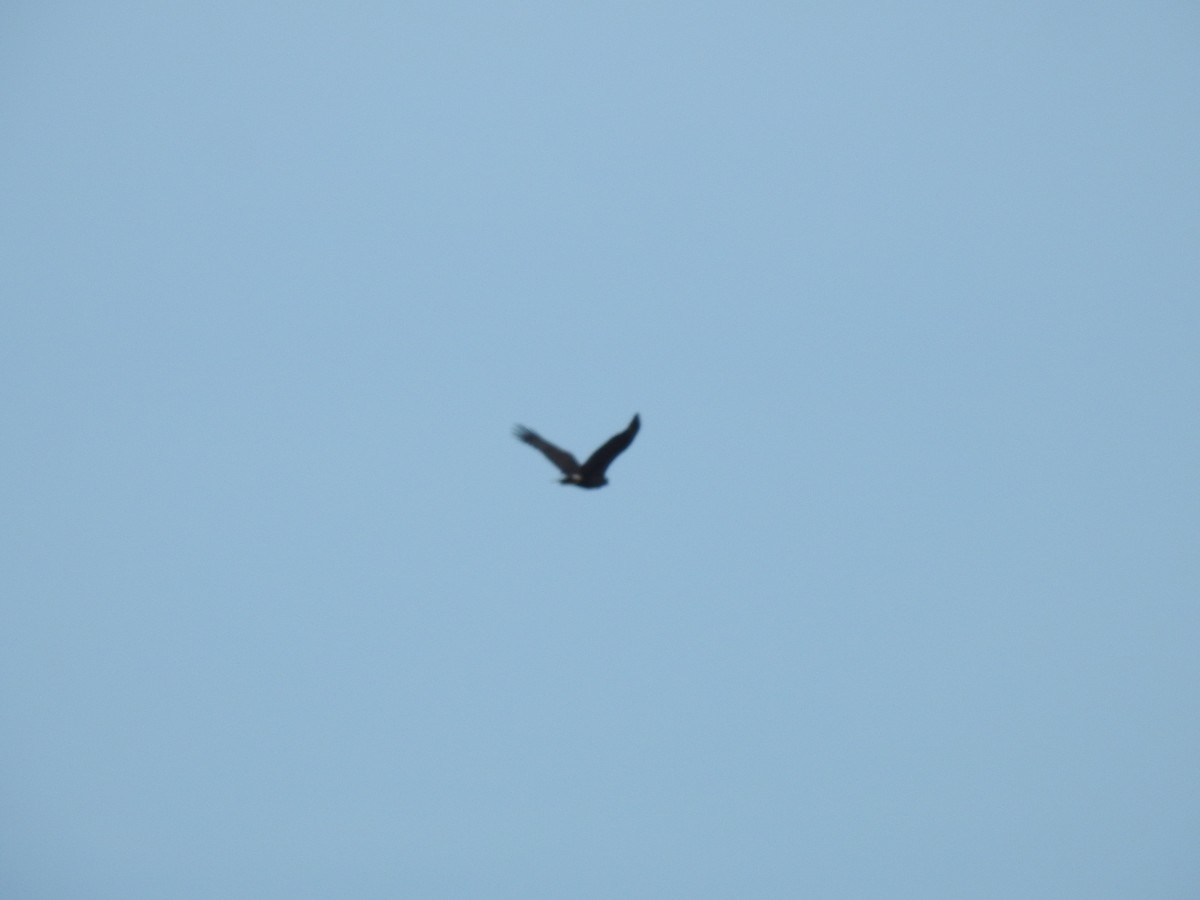 Great Black Hawk - ML643463722
