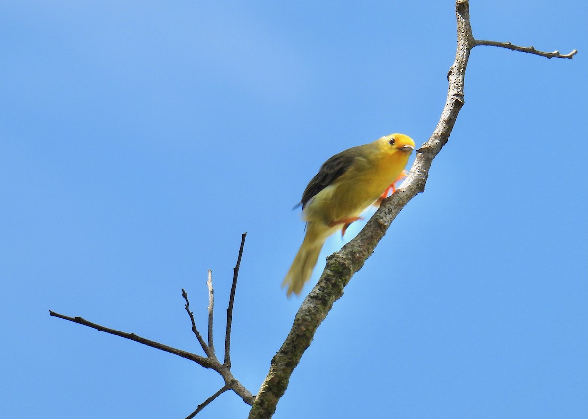 Orange-fronted Plushcrown - ML643463724