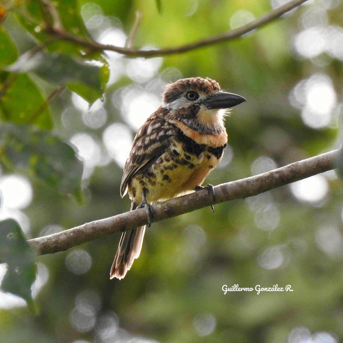 lenivka dvoupruhá - ML643463728